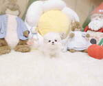 Small Photo #4 Maltese Puppy For Sale in Seoul, Seoul, Korea, South