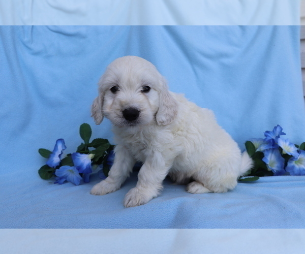 Medium Photo #1 Goldendoodle (Miniature) Puppy For Sale in SHILOH, OH, USA