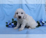 Small Photo #1 Goldendoodle (Miniature) Puppy For Sale in SHILOH, OH, USA