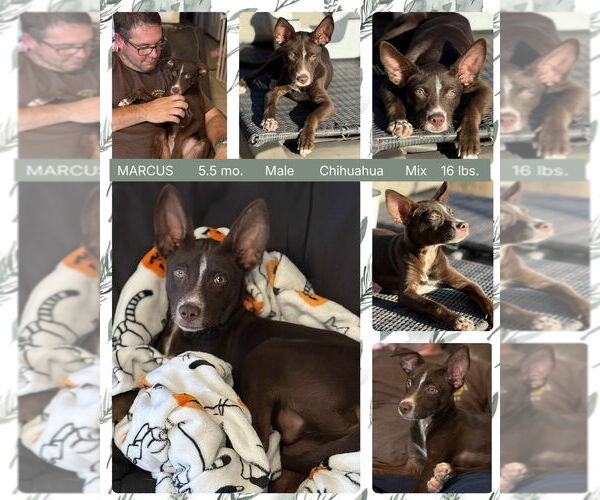 Medium Photo #5 Australian Kelpie-Chihuahua Mix Puppy For Sale in Mesa, AZ, USA