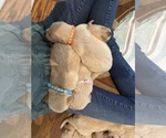 Small #3 Golden Retriever