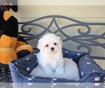 Puppy Snoopy Maltese