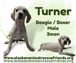 Bogle Dogs for adoption in Anchorage, AK, USA