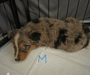 Miniature Australian Shepherd Puppy for sale in EVERTON, MO, USA