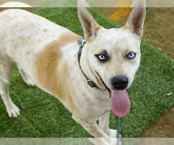 Medium Photo #1 Mutt Puppy For Sale in Tallahassee, FL, USA