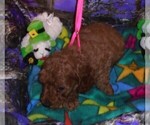 Small Poodle (Standard)