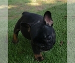 Small Photo #6 French Bulldog Puppy For Sale in LA VERGNE, TN, USA