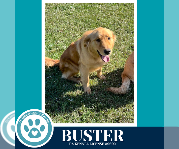 Medium Photo #4 Golden Retriever-Unknown Mix Puppy For Sale in Kimberton, PA, USA