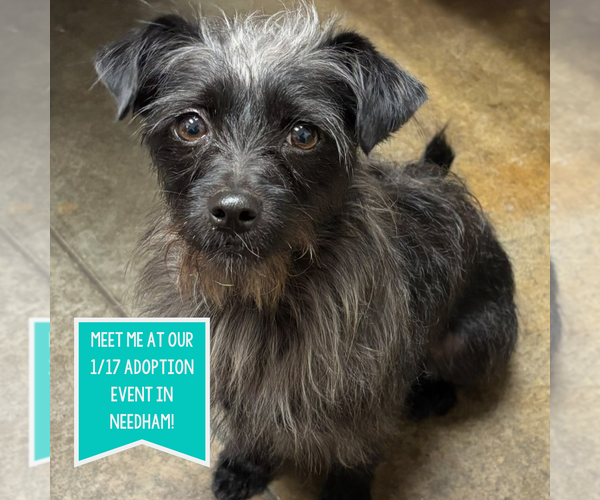 Medium Photo #5 Mutt Puppy For Sale in Boston, MA, USA