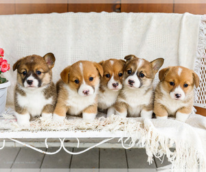 Pembroke Welsh Corgi Puppy for Sale in WAKARUSA, Indiana USA