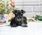 Small Photo #24 Schnauzer (Miniature) Puppy For Sale in BALTIC, OH, USA