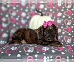 Small Photo #7 Cockapoo Puppy For Sale in KIRKWOOD, PA, USA