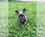 Small Photo #4 French Bulldog Puppy For Sale in WHITTIER, CA, USA