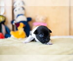 Small #4 French Bulldog Mix