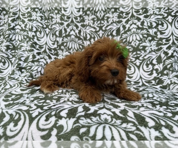 Medium Photo #7 Cavapoo (Miniature) Puppy For Sale in LAKELAND, FL, USA