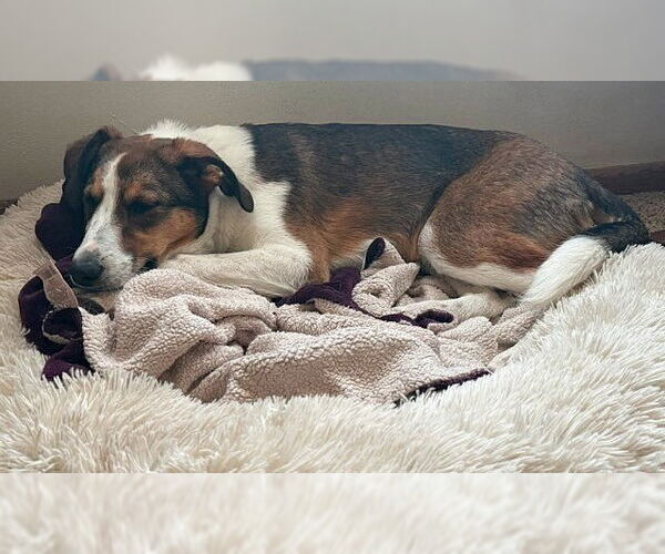 Medium Photo #1 Australian Shepherd-Collie Mix Puppy For Sale in Genesee, WI, USA