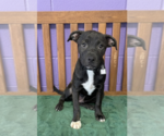 Small Boston Terrier Mix