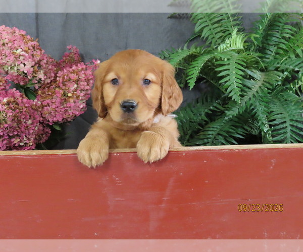 Medium Photo #1 Golden Retriever Puppy For Sale in THORP, WI, USA