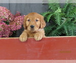Image preview for Ad Listing. Nickname: Queenie