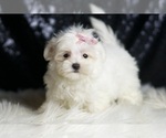 Small #2 Maltese