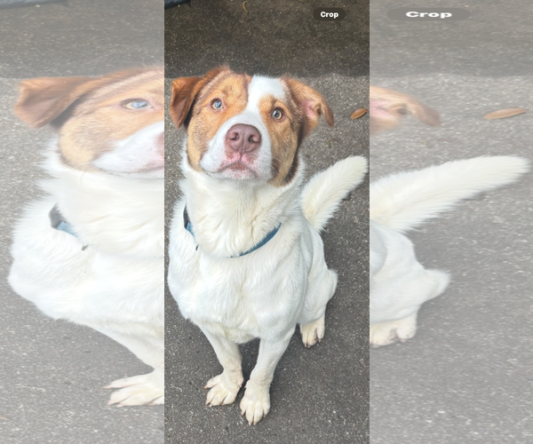 Medium Photo #1 Anatolian Shepherd-Great Pyrenees Mix Puppy For Sale in Dallas, TX, USA