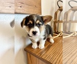 Small #4 Pembroke Welsh Corgi