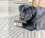 Small #2 Labrador Retriever Mix