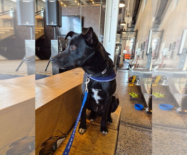 Medium Photo #10 Border Collie Puppy For Sale in Minneapolis, MN, USA