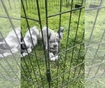 Small Photo #34 French Bulldog Puppy For Sale in MOUNT VERNON, AL, USA