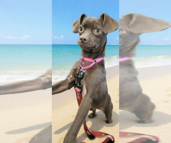 Medium Photo #2 Chug Puppy For Sale in Fresno, CA, USA