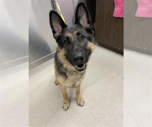 German Shepherd Dog Dogs for adoption in Fairbanks, AK, USA