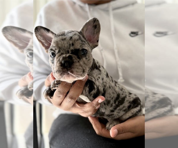 Medium Photo #1 French Bulldog Puppy For Sale in NAPLES, FL, USA