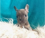 Small #5 French Bulldog