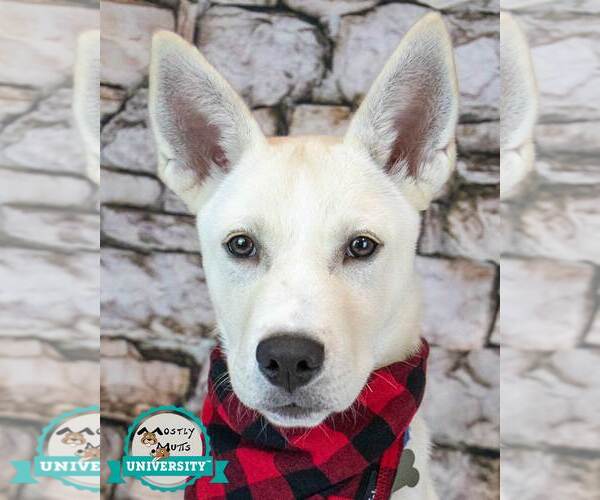 Medium Photo #1 Huskies -Unknown Mix Puppy For Sale in Kennesaw, GA, USA