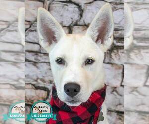 Huskies -Unknown Mix Dogs for adoption in Kennesaw, GA, USA