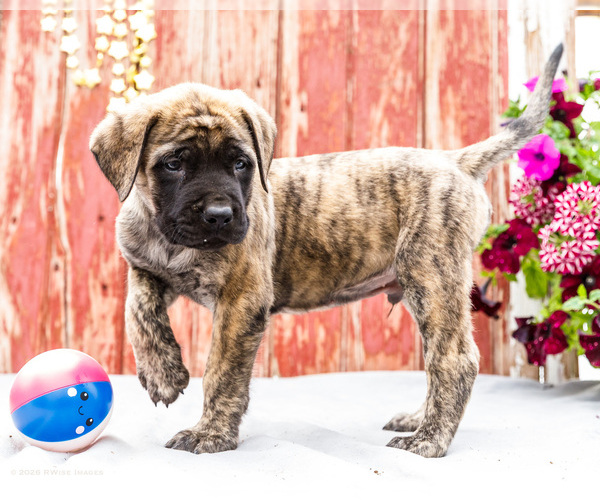 Medium Photo #33 Mastiff Puppy For Sale in WAKARUSA, IN, USA