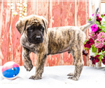 Small Photo #33 Mastiff Puppy For Sale in WAKARUSA, IN, USA