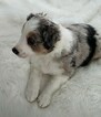 Small Photo #8 Border Collie Puppy For Sale in ROCK ISLAND, IL, USA