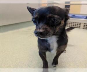Chihuahua-Unknown Mix Dogs for adoption in Plano, TX, USA