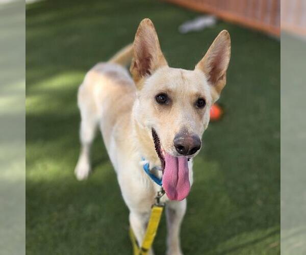 Medium Photo #2 German Shepherd Dog-Unknown Mix Puppy For Sale in Las Vegas, NV, USA