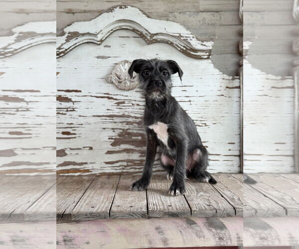 Medium Photo #1 Mutt Puppy For Sale in Rockaway, NJ, USA