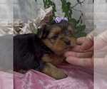Small #6 Shorkie Tzu