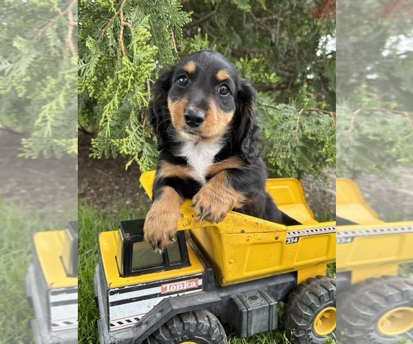 Medium Photo #3 Dachshund Puppy For Sale in MIDDLEBURY, IN, USA