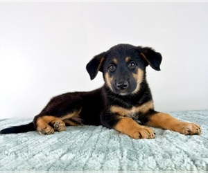 Cattledog Shepherd Puppy for sale in GREENFIELD, IN, USA