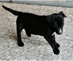 Small #3 American Bulldog-Labrador Retriever Mix