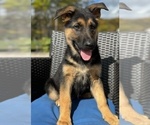 Small Photo #9 German Shepherd Dog Puppy For Sale in PITTSBURGH, PA, USA