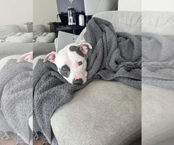 Medium Photo #2 Mutt Puppy For Sale in Des Moines, IA, USA