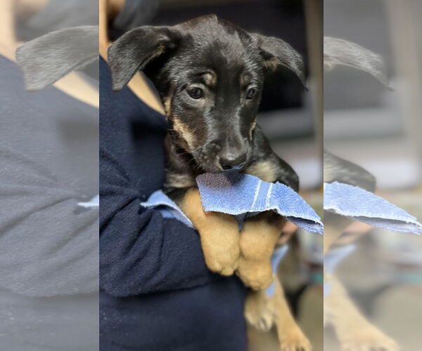 Medium Photo #6 Australian Kelpie-Unknown Mix Puppy For Sale in Dana Point, CA, USA