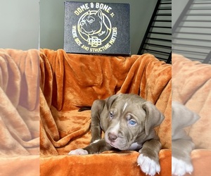 Medium American Bully