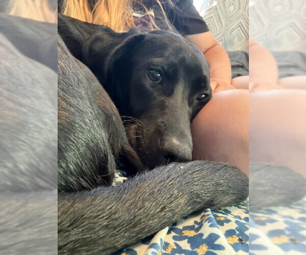 Medium Photo #2 Labrador Retriever-Unknown Mix Puppy For Sale in Fort Collins, CO, USA